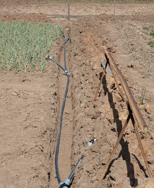 Irrigation line laid in an open trench