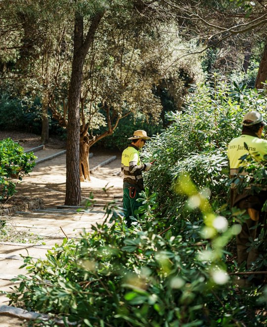 Grounds crew trimming shrubs along a path